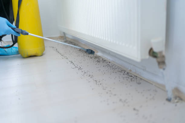 Best Rat Extermination Near Me  in Coloma, MI